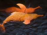 Amazon River Dolphin, Pink River Dolphin or Boto Rio Negro, Brazil Posters by Mark Carwardine
