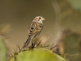 Clay-Colored Sparrow Hill Country, Texas, USA Posters by Rolf Nussbaumer