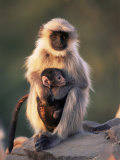 Hanuman Langur Adult Caring for Young, Thar Desert, Rajasthan, India Photo by Jean-pierre Zwaenepoel