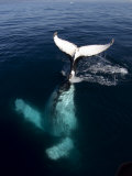 Humpback Whale Plays Alongside Sy "Adele" in the Gerlache Strait, Antarctica, January 2007 Photographic Print by Rick Tomlinson