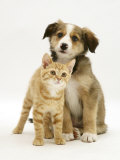 British Shorthair Red Tabby Kitten Sitting with Sable Border Collie Pup Photo by Jane Burton