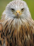 Red Kite, Iucn Red List of Endangered Species Captive, France Posters par Eric Baccega