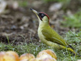 Green Woodpecker Male Alert Posture Among Apples on Ground, Hertfordshire, UK, January Posters by Andy Sands