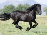 Black Friesian Gelding Running in Field, Longmont, Colorado, USA Posters by Carol Walker