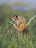 European Suslik Souslik Adult Feeding, National Park Lake Neusiedl, Austria Posters by Rolf Nussbaumer