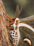 Cecropia Moth Adult Resting on Texas Madrone Bark, Hill Country, Texas, USA Photo by Rolf Nussbaumer