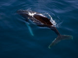 Humpback Whale Plays Alongside Sy "Adele" in the Gerlache Strait, Antarctica, January 2007 Photographic Print by Rick Tomlinson