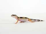 Leopard Gecko Walking Photographie par Petra Wegner