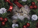 Persian Cat Brown Tabby Kitten Amongst Christmas Decorations, Texas, USA Prints by Rolf Nussbaumer