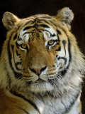 Siberian Tiger Male Portrait, Iucn Red List of Endangered Species Posters by Eric Baccega
