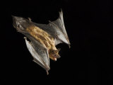 Evening Bat Flying at Night, Rio Grande Valley, Texas, USA Posters by Rolf Nussbaumer