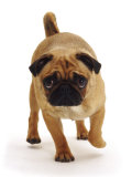 Apricot Pug Bitch, 2 Years Old, Walking Photographie par Jane Burton
