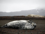 Weddell Seals Bask on the Volcanic Shore Line, Deception Island, Antarctic Peninsula, January 2007 Photographic Print by Rick Tomlinson