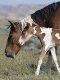 Wild Horse Mustang in Mccullough Peaks, Wyoming, USA Posters by Carol Walker