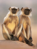 Hanuman Langur Two Adolescents Sitting, Thar Desert, Rajasthan, India Prints by Jean-pierre Zwaenepoel