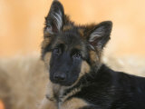 Domestic Dog, German Shepherd Alsatian Juvenile. 5 Months Old Posters par Petra Wegner