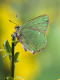 Green Hairstreak Butterfly at Rest on Broom, UK Posters by Andy Sands