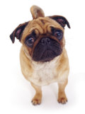 Apricot Pug, 2 Years Old Posters par Jane Burton