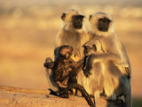 Hanuman Langur Two Mothers with Young of Different Ages, Thar Desert, Rajasthan, India Print by Jean-pierre Zwaenepoel