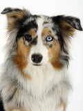 Blue-Merle Australian Shepherd Portrait with Odd Eyes Posters by Petra Wegner