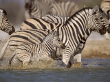 Common Zebra Wading at Waterhole Etosha Np, Namibia, 2006 Photo by Tony Heald