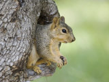 Eastern Fox Squirrel in Tree Cavity, Hill Country, Texas, USA Posters by Rolf Nussbaumer