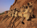 Hanuman Langur Group Sunning on Rock, Thar Desert, Rajasthan, India Prints by Jean-pierre Zwaenepoel