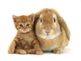 British Shorthair Red Spotted Kitten Sitting with Sandy Lop Rabbit Poster von Jane Burton