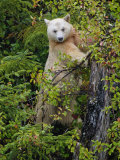 Kermode Spirit Bear, White Morph of Black Bear, Princess Royal Island, British Columbia, Canada Plakater av Eric Baccega
