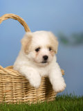Coton De Tulear Puppy, 6 Weeks, in a Basket Poster von Petra Wegner