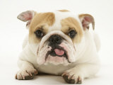 Bulldog Bitch, "Pixie", Lying Down with Tongue Out Photographie par Jane Burton