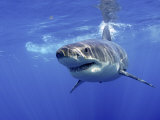 Great White Shark Underwater, Guadalupe Island, Mexico Posters by Mark Carwardine