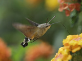 Hummingbird Hawk-Moth Adult in Flight Drinking Nectar from Lantana Flower, Switzerland Posters by Rolf Nussbaumer