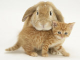 British Shorthair Red Spotted Kitten with Sandy Lop Rabbit Photographie par Jane Burton