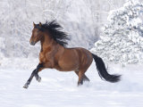 Bay Andalusian Stallion Running in the Snow, Berthoud, Colorado, USA Posters by Carol Walker