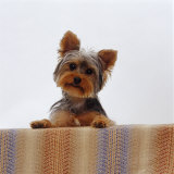Yorkshire Terrier Portrait Poster by Jane Burton