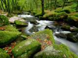 Golitha Falls, Bodmin, Cornwall, UK Posters par Ross Hoddinott