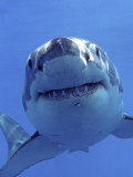 Great White Shark Underwater, Guadalupe Island, Mexico Posters par Mark Carwardine