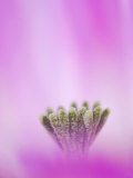 Lace Cactus Flower Abstract, Texas, USA Posters by Rolf Nussbaumer