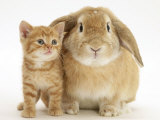 British Shorthair Red Spotted Kitten with Sandy Lop Rabbit Posters par Jane Burton