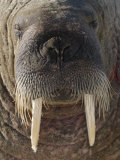 Walrus, Igloolik, Foxe Basin, Nunavut, Arctic Canada Photo by Mark Carwardine