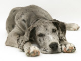 Blue Harlequin Great Dane Pup, 'Maisie', Lying with Chin on the Floor Posters par Jane Burton
