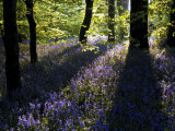 Lanhydrock Beech Woodland with Bluebells in Spring, Cornwall, UK Print by Ross Hoddinott