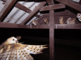 Barn Owl Adult Bringing Mouse Prey to Young in Nest, Rio Grande Valley, Texas, USA Photo by Rolf Nussbaumer