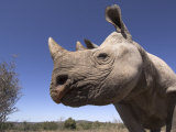 Desert Black Rhinoceros, Addo Elephant National Park, Eastern Cape, South Africa Posters by Mark Carwardine