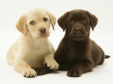 Yellow and Chocolate Retriever Pups Lying Down Together Posters par Jane Burton