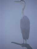 Grey Heron in Mist, Keoladeo Ghana Np, Bharatpur, Rajasthan, India Prints by Jean-pierre Zwaenepoel