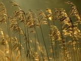 Common Reeds, Bude Canal, Cornwall, UK Prints by Ross Hoddinott