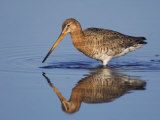 Black-Tailed Godwit Adult in Breeding Plumage Feeding, Lake Neusiedl, Austria Posters by Rolf Nussbaumer
