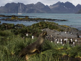 Adult Fur Seal in the Grass Tussock, Prion Island, South Georgia, 2007 Photographic Print by Rick Tomlinson